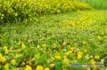 _IGP5906 little yellow flowers